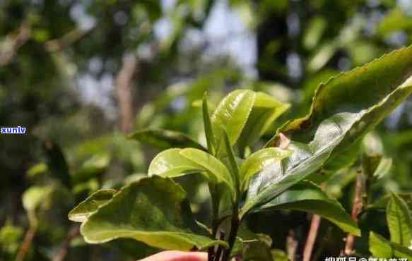 勐库大叶茶树：品种特点、生长环境、茶叶品质及经济价值全方位解析