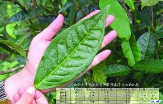 勐库大叶茶树：品种特点、生长环境、茶叶品质及经济价值全方位解析