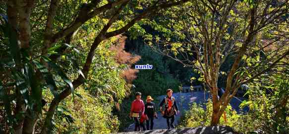 普洱茶马古道向日葵