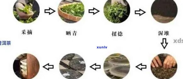 普洱茶的 *** 周期：从采摘到成品需经历哪些步骤？