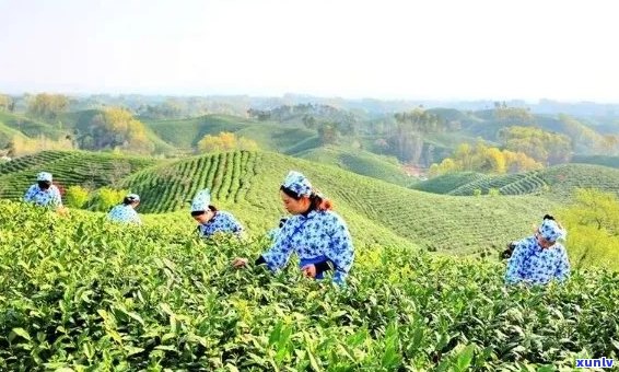 新 州特色茶叶：品味江南水乡的文化精髓与茶香