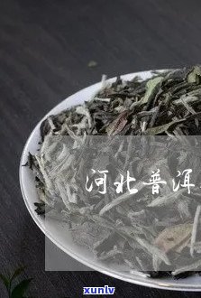 河北新型普洱茶