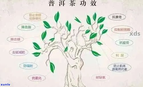 思鸿普洱茶：品茗体验、历渊源与功效解析，一篇全面解惑