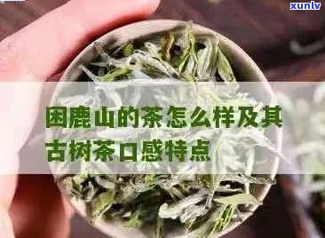 新 '探索困鹿山普洱茶的独特香型，了解其与哪些因素相关'