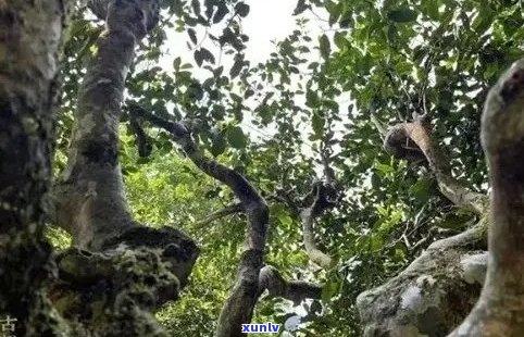 景迈普洱茶：源自哪个名山古寺，品味独特的云南大叶种茶文化