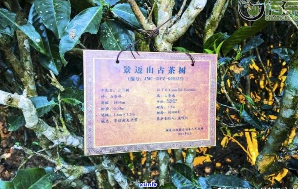 景迈普洱茶：源自哪个名山古寺，品味独特的云南大叶种茶文化