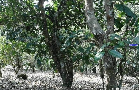 景迈普洱茶：源自哪个名山古寺，品味独特的云南大叶种茶文化