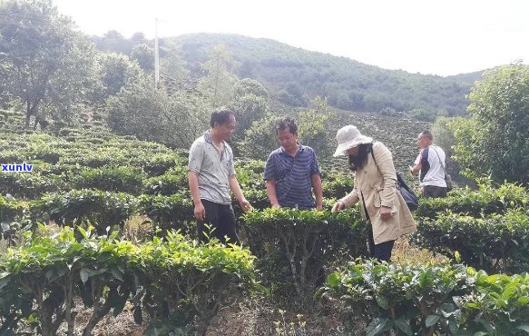 永德县仙人觅茶叶产销专业合作社：探索茶产业的全产业链解决方案