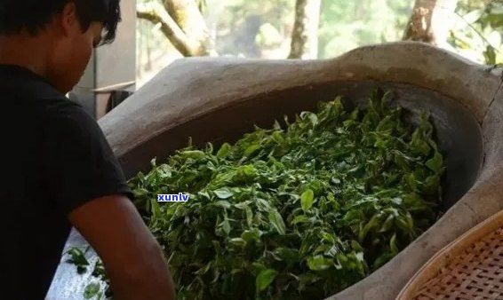 云南临沧永德仙人觅茶厂精选大叶种晒青绿茶，滋味醇厚回，品质上乘。