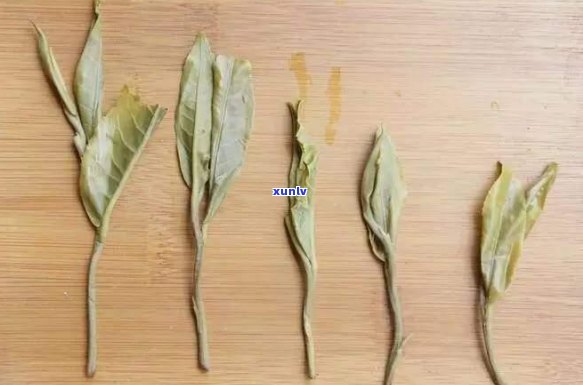 新云南普洱茶的品质之争：哪里的茶叶最令人惊艳？