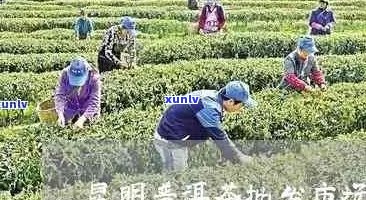 州普洱茶场的全面指南：寻找优质茶叶的地点及交通方式