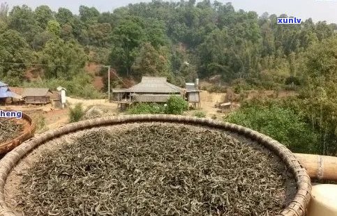 州普洱茶场地址大全及品质茶叶推荐