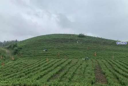 州更大的茶叶场在哪里？便宜吗？