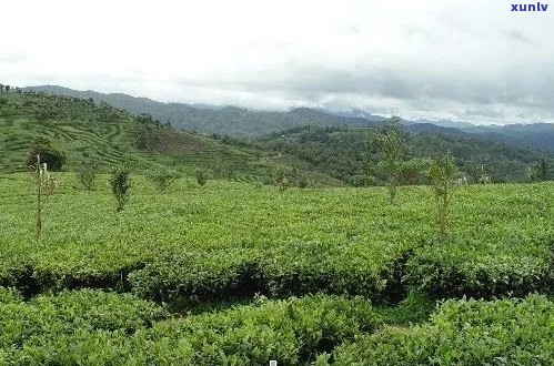 州普洱茶场