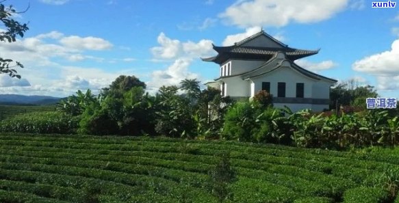 州普洱茶场