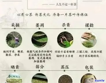 李正友普洱茶：品种、产地、 *** 工艺与品鉴 *** 的全面解析