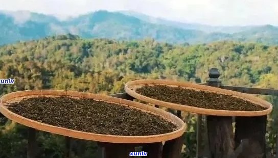 新如何选择普洱茶茶厂？全面比较各大茶厂的品质与口碑