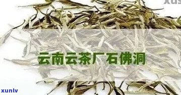 石佛洞茶厂普洱茶：品质越，口感独特