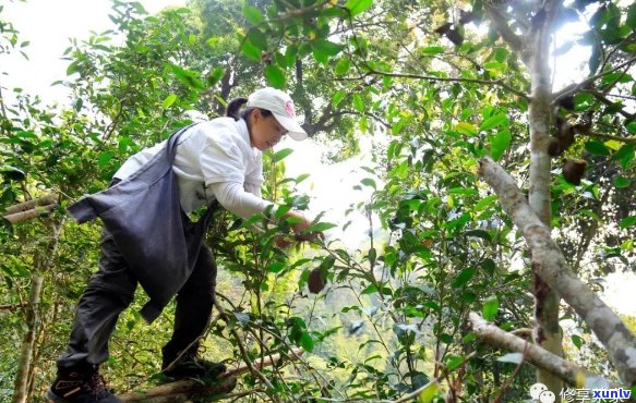 曼松古树茶厂：传承古法，打造茗茶艺术之美