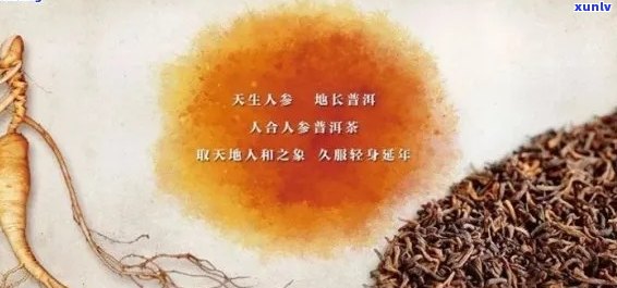 普洱茶与人参搭配使用是否安全？是否有潜在的副作用？