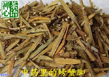 螃蟹脚普洱茶价格表：特点、收藏价值与功效作用分析