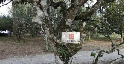 无量山古茶树普洱茶：岁月馥香，品味人生