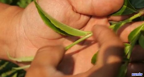 过期普洱茶饮用后的潜在风险：如何避免副作用和健问题？