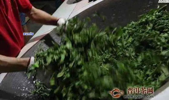 普洱茶摇青的必要性与作用：何时进行、摇青的好处及注意事项