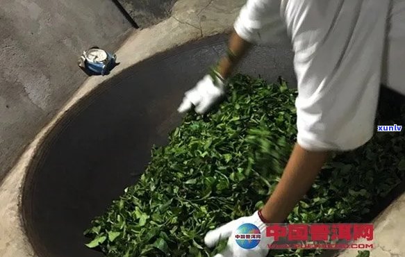 普洱茶摇青的必要性与作用：何时进行、摇青的好处及注意事项