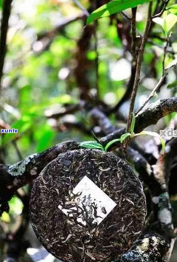 普洱茶饼多重：品质、产地、年份与口感的综合解析