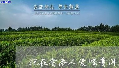 人对普洱茶研究