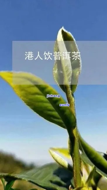 人对普洱茶研究