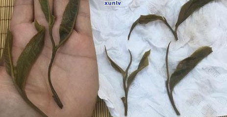 羊尿泡里装的普洱茶是什么：颜色、味道及药用价值，位置解析