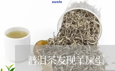 羊尿泡里装的普洱茶