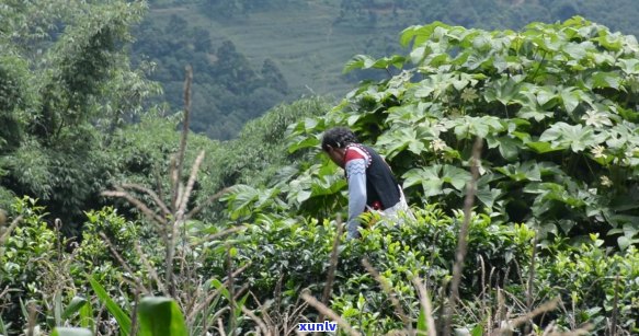 如何把普洱茶饼完全分解散开？