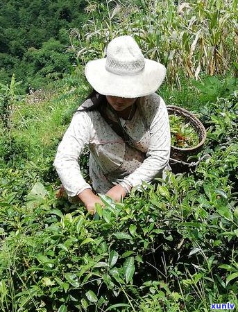 如何将普洱茶饼分散