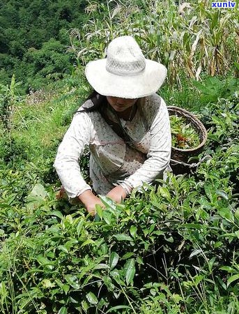 如何将普洱茶饼分散