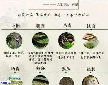 云南特色茶叶普洱茶的全面解析：产地、品种、 *** 工艺及健益处