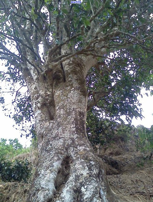 六大名山普洱茶盘点：品味千年古树的秘密与珍藏之道