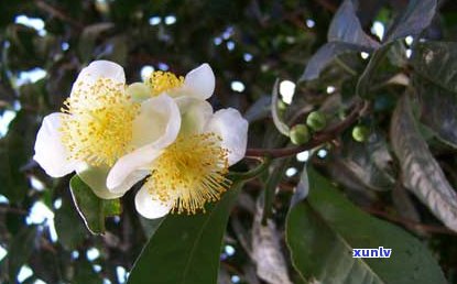 六大名山普洱茶盘点：品味千年古树的秘密与珍藏之道