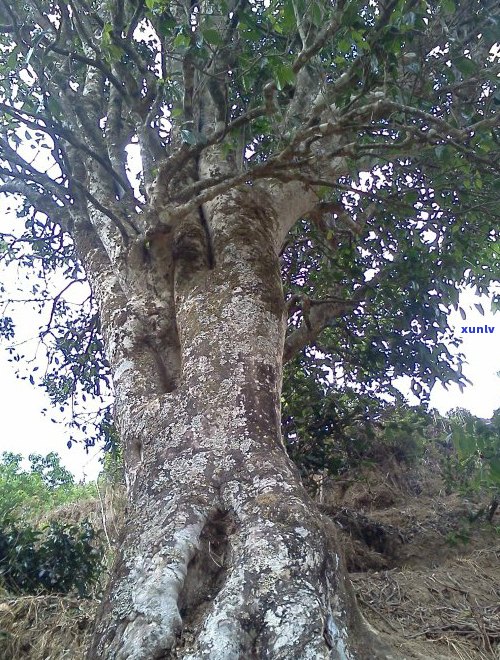 六大名山普洱茶盘点：品味千年古树的秘密与珍藏之道