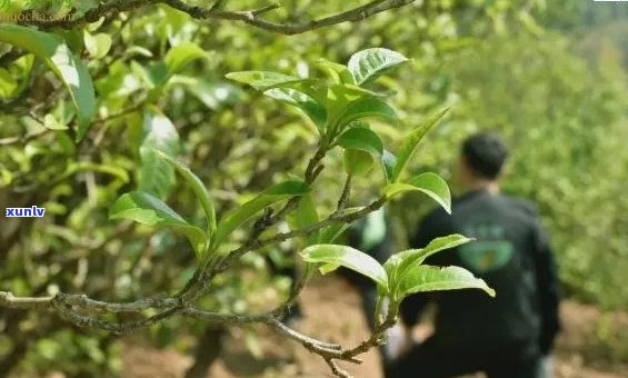 天月古树茶：倾国倾城的茶香传奇与自然韵味