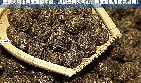 大雪山普洱茶品种分类及其口感特点解析