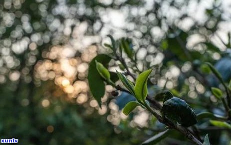 大雪山普洱茶有几个