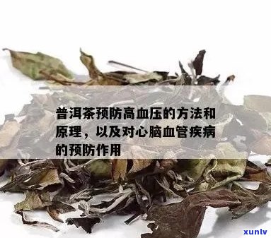 普洱茶对高血压的降压作用及可能的风险解析：一篇全面指南