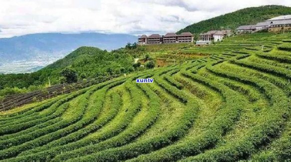 哀牢山普洱：探索茶文化、旅游景点及品鉴茶叶的全攻略