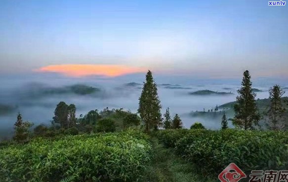 哀牢山普洱：探索茶文化、旅游景点及品鉴茶叶的全攻略