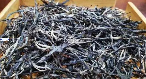 探秘哀牢山野生普洱茶：品种特点、 *** 工艺与品鉴 *** 一网打尽