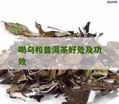 乌和普洱茶一起泡-乌和普洱茶一起泡的功效