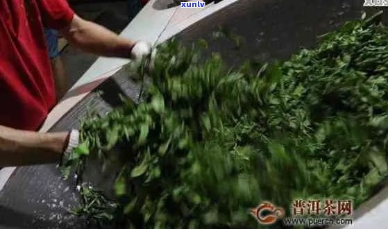 普洱茶杀青的必要性及其对茶叶品质和口感的影响